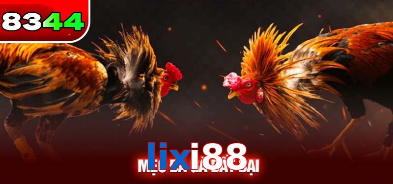 Đá gà lixi88 có sức hấp dẫn